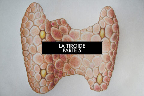 La tiroide: alimentazione per tiroidite di Hashimoto – parte 5